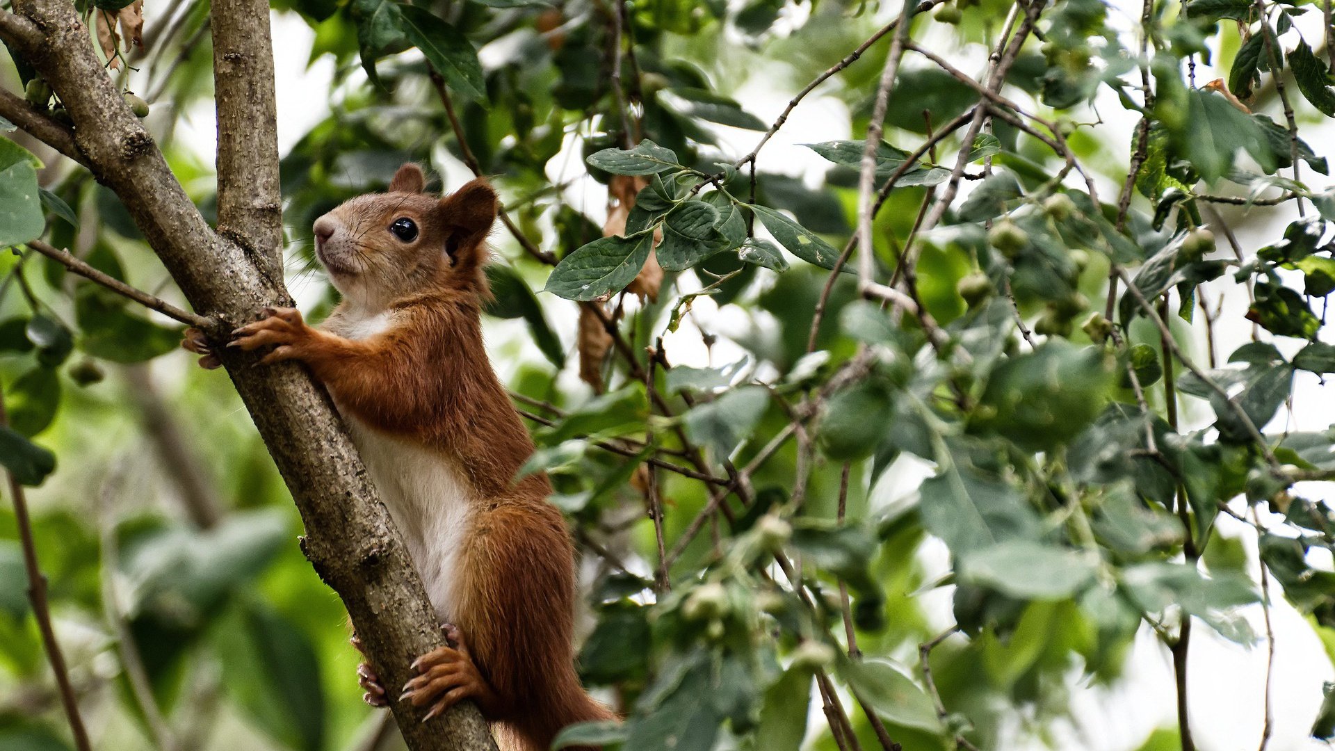篮球运动员竞技心理适应性训练方法,篮球运动员竞技心理适应性训练方法有哪些