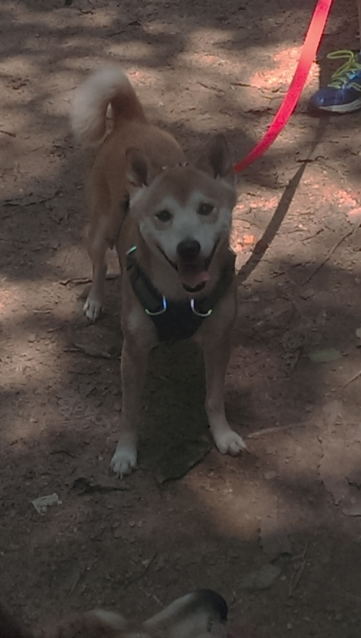 英超联赛直播评论多语言化对国际覆盖效果观察,英超评论员