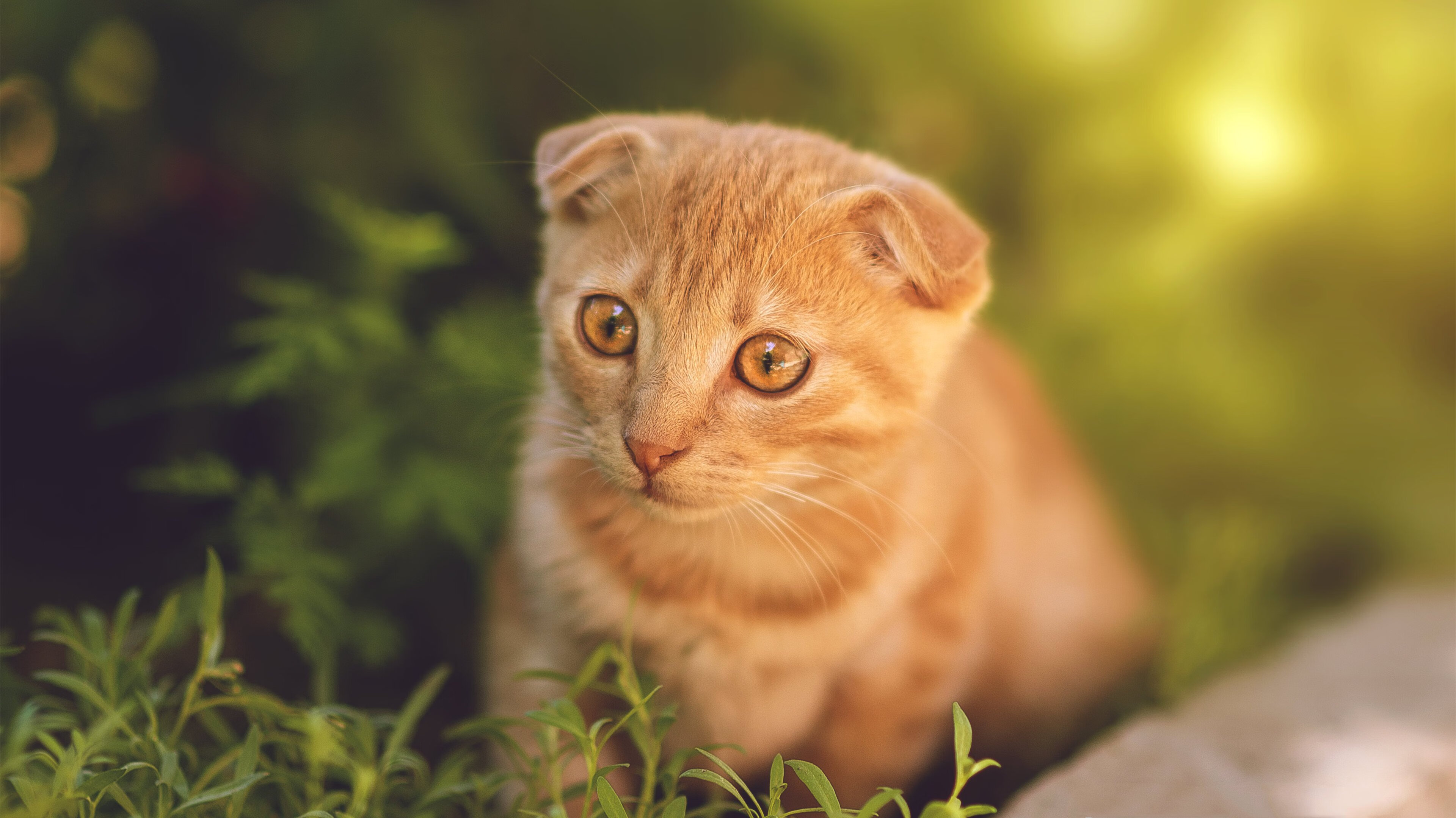 中国香港队未来目标:成为亚洲乒乓强国,逐步冲击世界乒乓巅峰