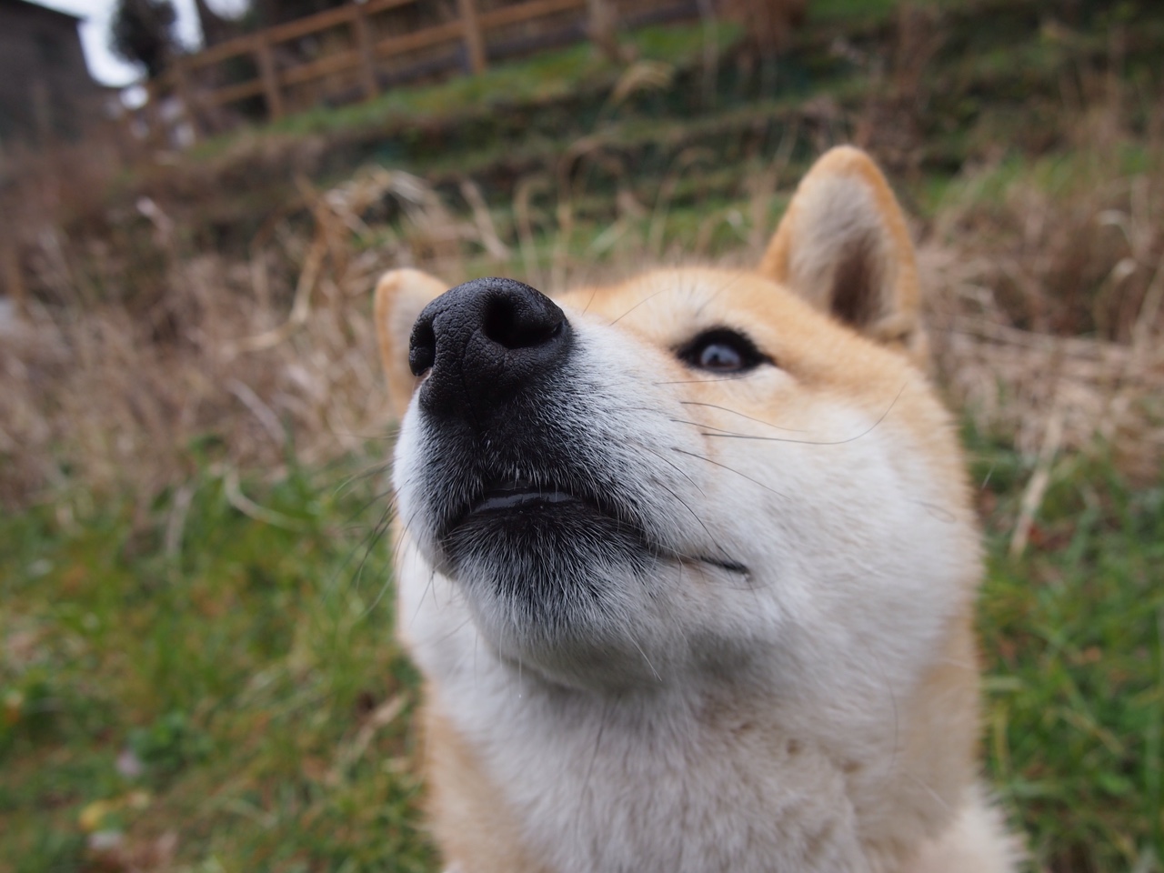 俱乐部世界杯夺冠,切尔西迈入新辉煌时代,切尔西世俱杯2021