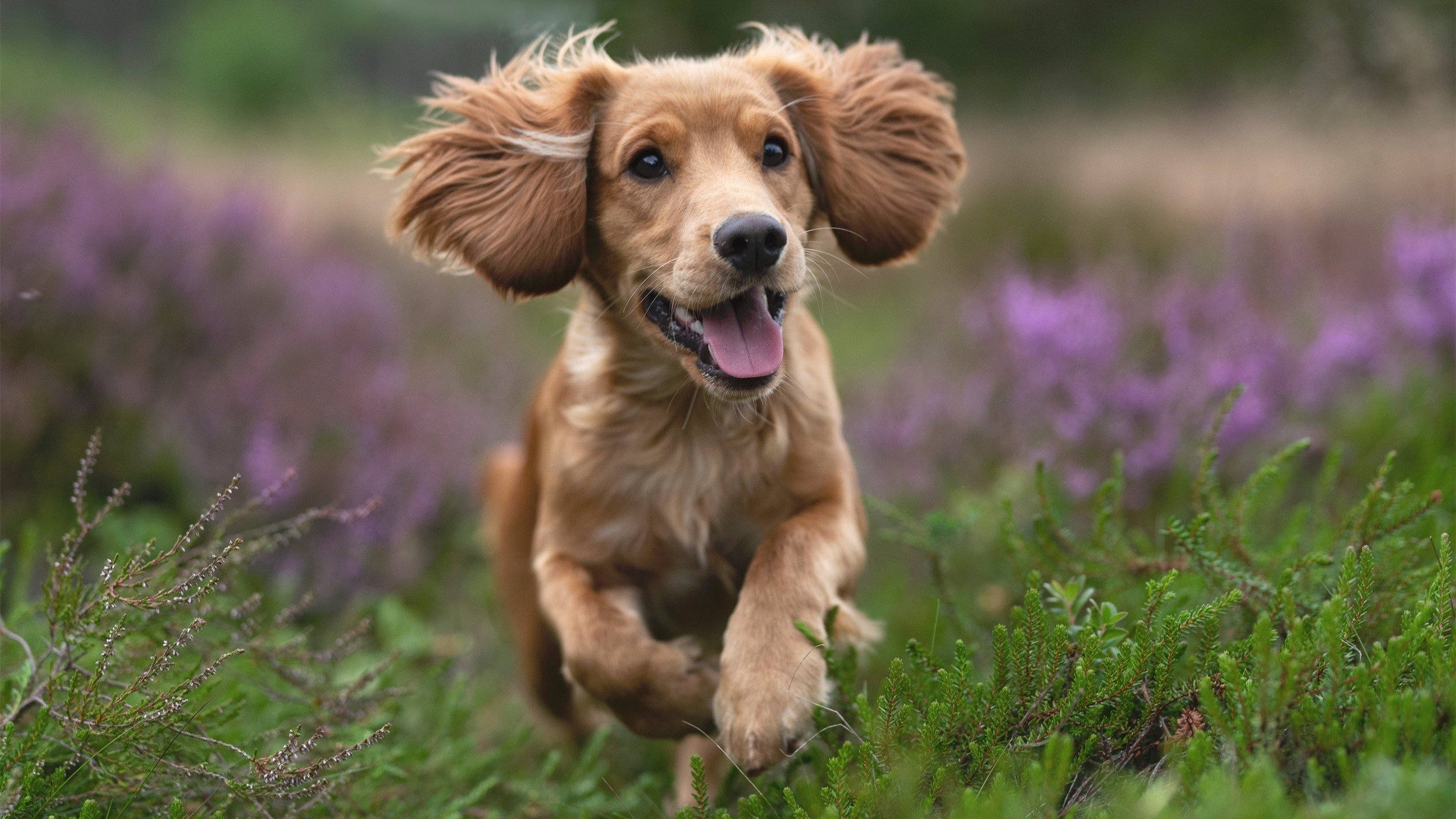 校园足球项目考核标准缺乏可复制性,校园足球项目绩效自评报告