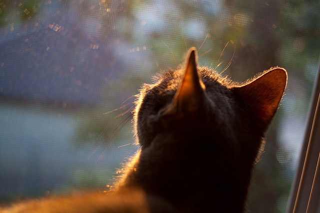 爱游戏综合娱乐-希腊女篮在欧洲锦标赛中再度夺冠，传承荣耀不断延续，希腊女篮世界排名