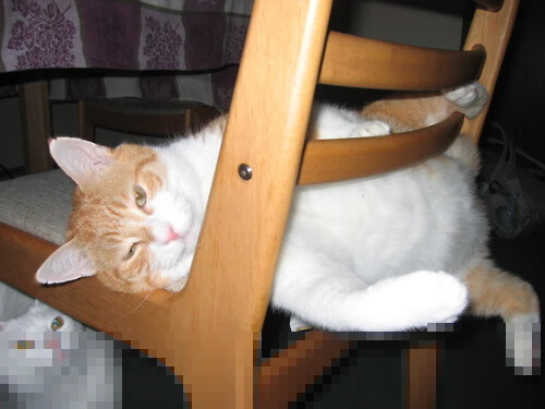 弗朗索瓦·霍尔茨豪伊泽:南非队背后英雄,一手掌控攻防节奏,弗郎恩霍夫