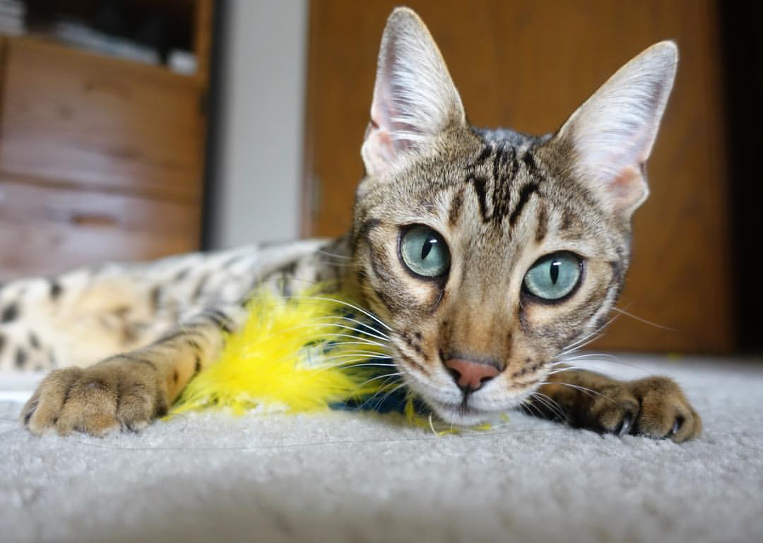 AYX GAMING-拜仁慕尼黑持续领跑德甲，追求三冠王